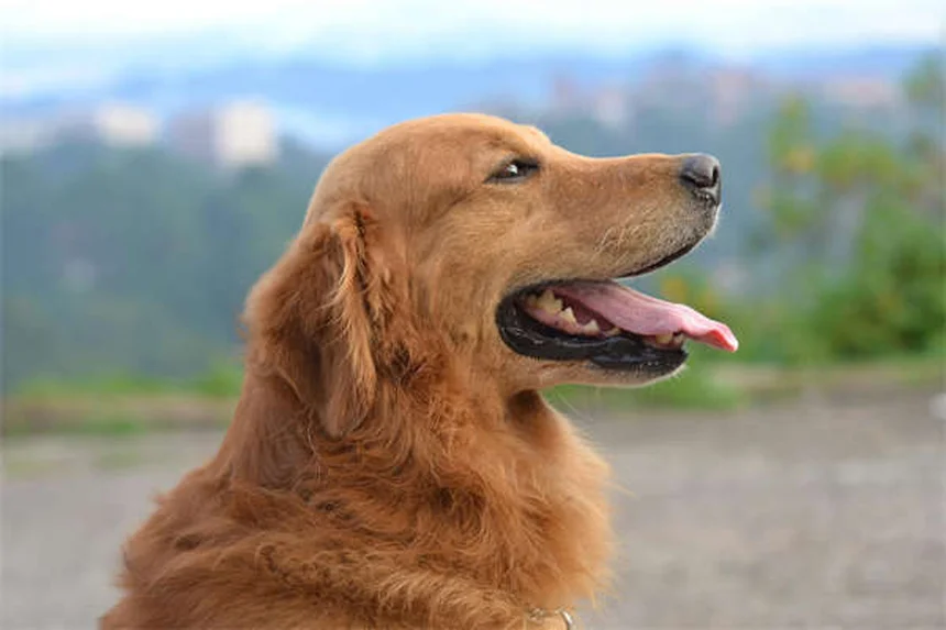 Temaril-P para Cães: Alívio Eficaz para Coceira e Tosse