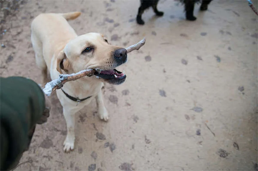 Temaril-P para Cães: Alívio Eficaz para Coceira e Tosse