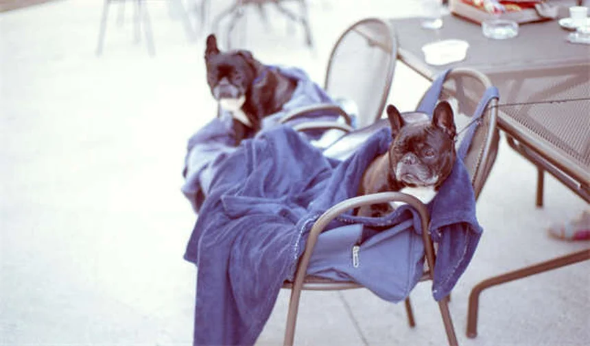 Temaril-P para Cães: Alívio Eficaz para Coceira e Tosse