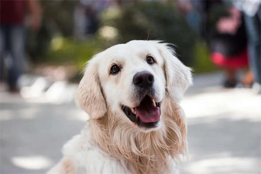 Melhores raças de cães para donos de primeira viagem em 2024