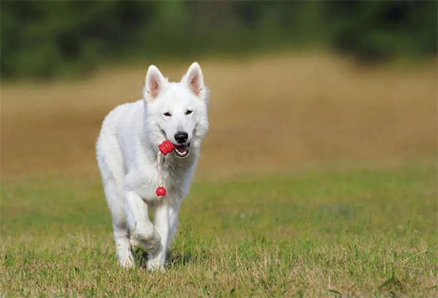 Cobertores de Ansiedade: Funcionam Mesmo para Pets? Descubra Aqui!