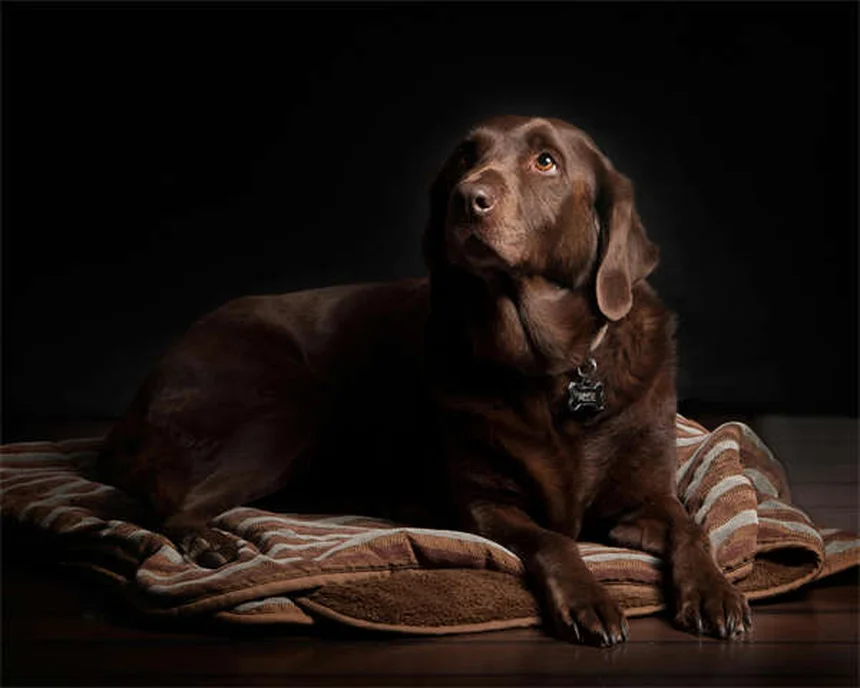 Cobertores de Ansiedade: Funcionam Mesmo para Pets? Descubra Aqui!