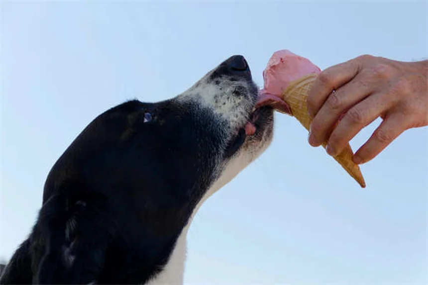 Colapso da Traqueia em Cães: Sintomas, Tratamentos e Como Ajudar Seu Pet