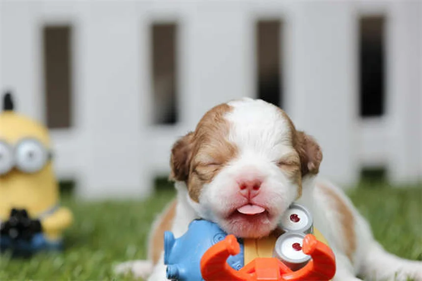 Meclizina para cães: como funciona e quando usar?