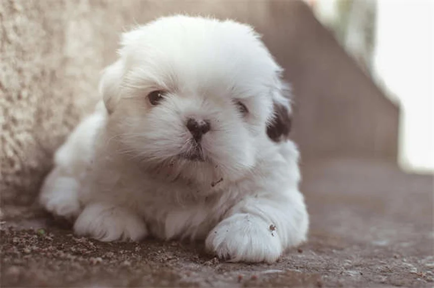 Por que os cães sentam nos nossos pés? 5 motivos surpreendentes