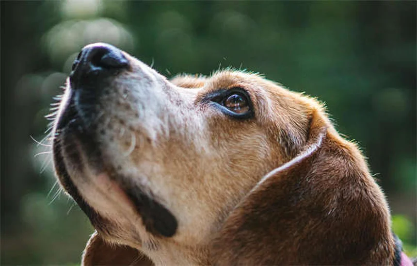 Por que os cães sentam nos nossos pés? 5 motivos surpreendentes