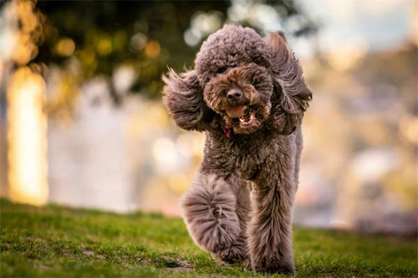 9 Sinais de Ciúmes em Pets: Como Identificar e Resolver
