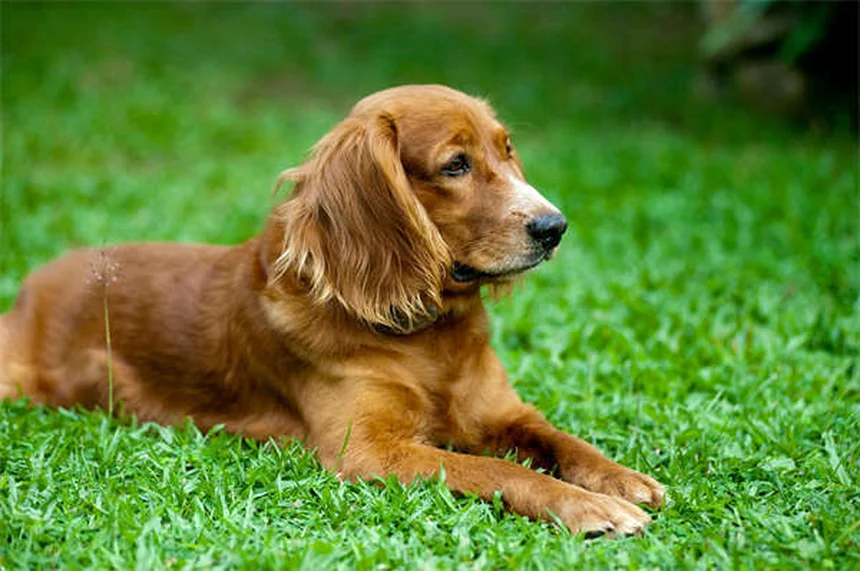 Como parar o cachorro de pedir comida: 5 dicas infalíveis