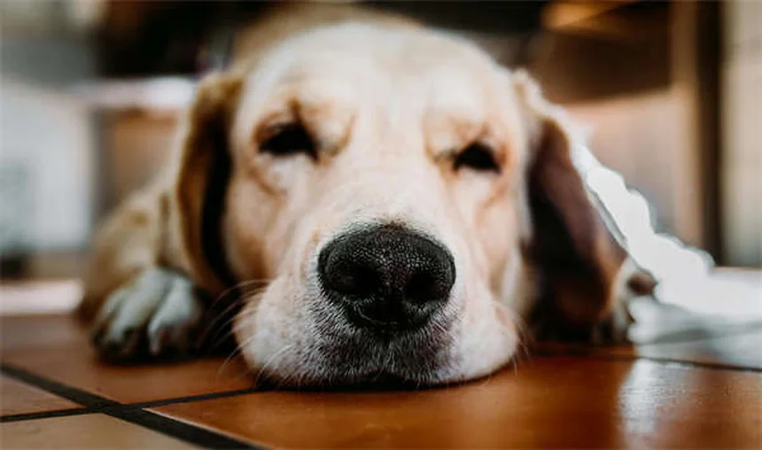 Espirro reverso em cães: o que é e como ajudar seu pet