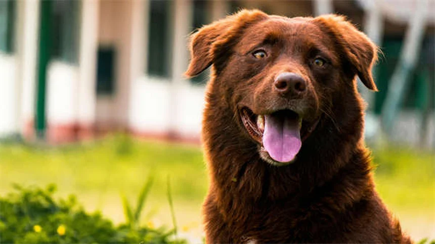 5 Dicas Infalíveis para Acabar com o Tédio do Seu Cão em Portugal