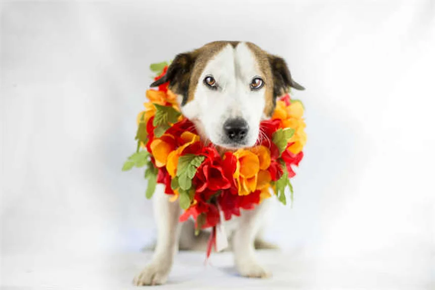 Remédios para dor em cães: o que funciona e o que evitar