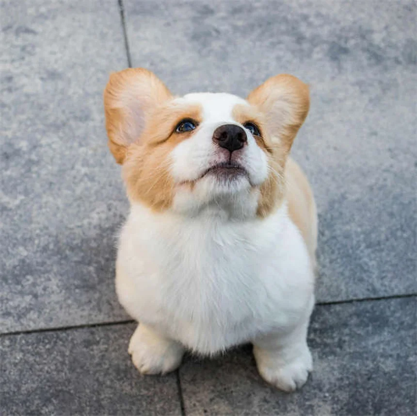 20 Perigos da Primavera para Seu Pet: Como Proteger Seu Amigo Peludo