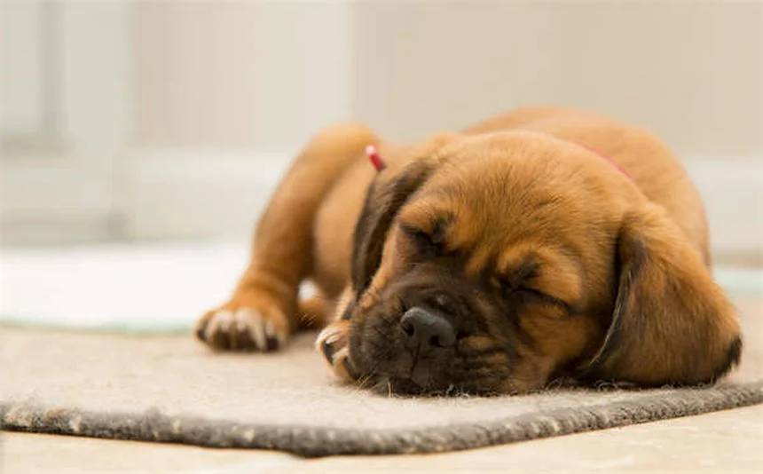 Seguro para pets: Como escolher o melhor dedutível para seu animal