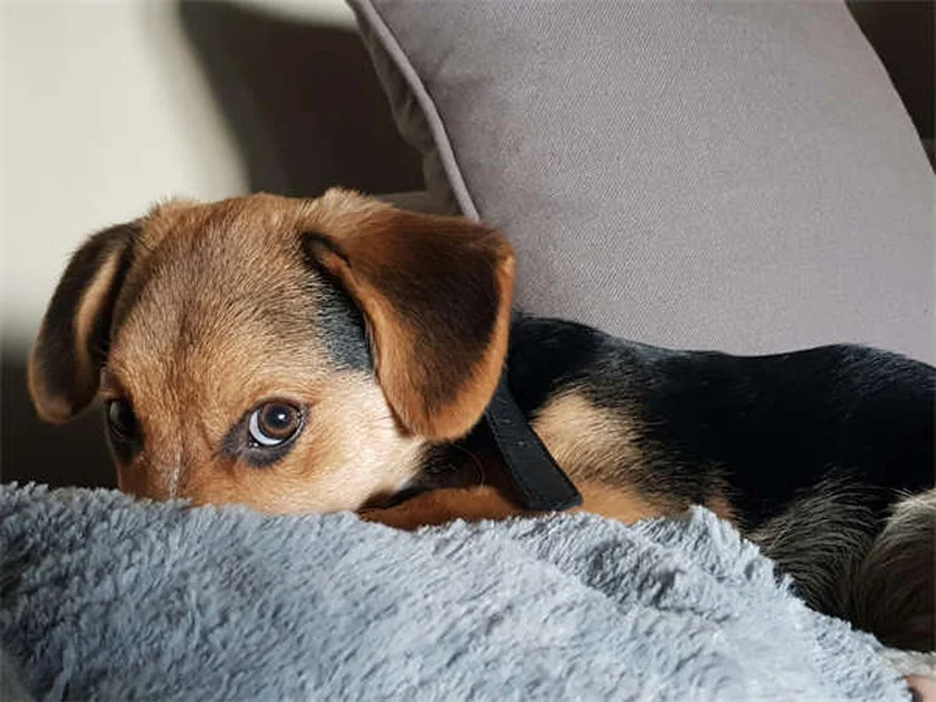 Cuidados essenciais para cães de focinho achatado: guia completo