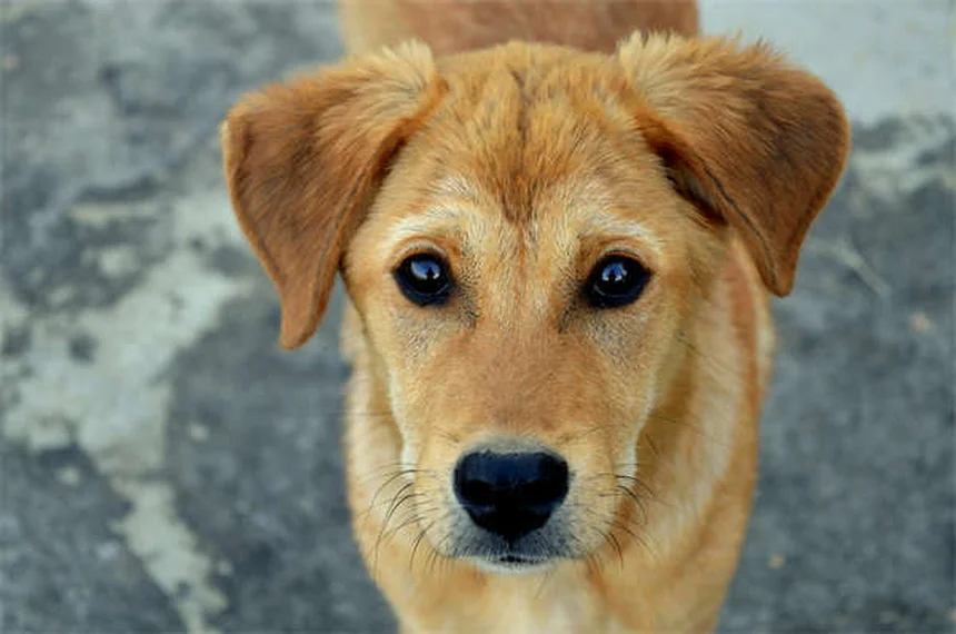7 Doenças Comuns em Filhotes: Como Proteger Seu Cãozinho