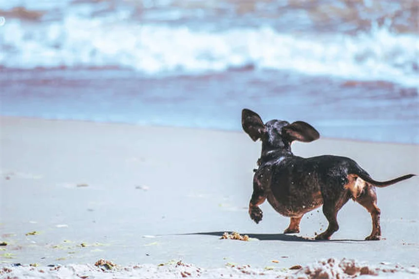 7 Doenças Comuns em Filhotes: Como Proteger Seu Cãozinho