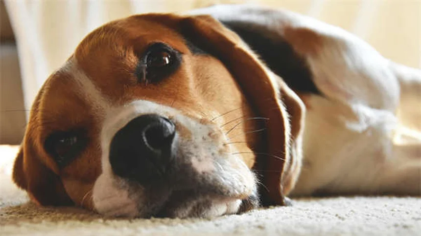 7 Doenças Comuns em Filhotes: Como Proteger Seu Cãozinho