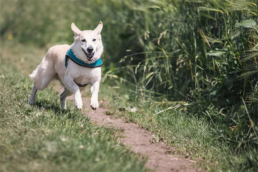 Carrapatos em pets: os 10 estados dos EUA com maior risco