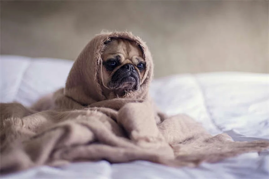Carrapatos em pets: os 10 estados dos EUA com maior risco