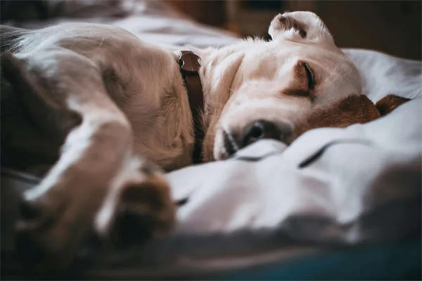 Carrapatos em pets: os 10 estados dos EUA com maior risco