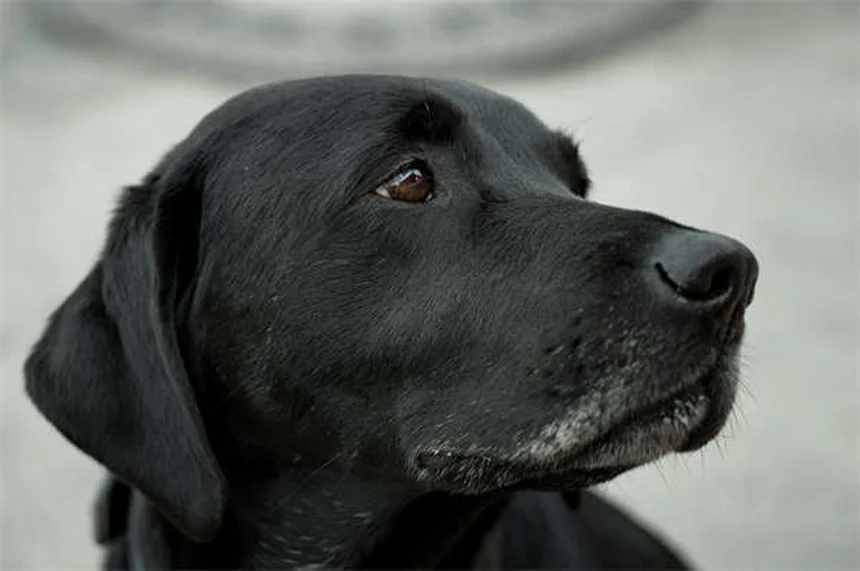 Oxitocina e vasopressina: como esses hormônios afetam a agressividade canina?
