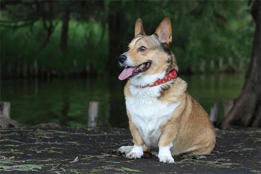 Insulinoma em Cães: Sintomas, Tratamento e Como Ajudar Seu Pet
