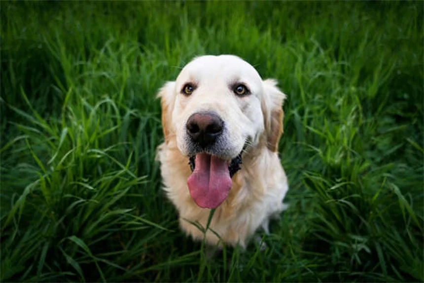 Insulinoma em Cães: Sintomas, Tratamento e Como Ajudar Seu Pet