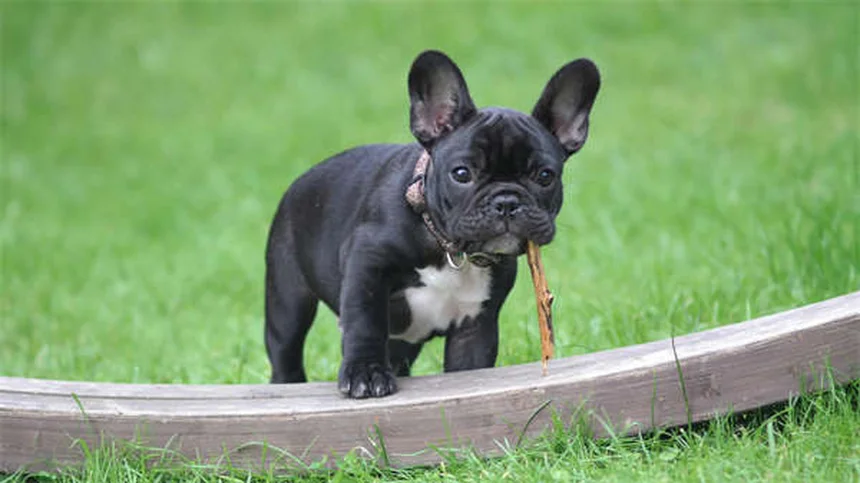 Insulinoma em Cães: Sintomas, Tratamento e Como Ajudar Seu Pet