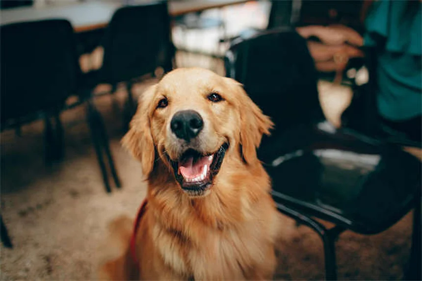 Como apresentar cães e gatos a novos colegas de quarto: 5 passos essenciais