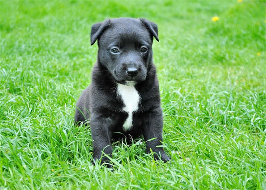 Redes Sociais para Adoção de Animais: Como Funciona e Dicas Práticas