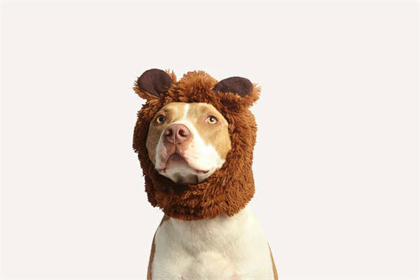 Redes Sociais para Adoção de Animais: Como Funciona e Dicas Práticas