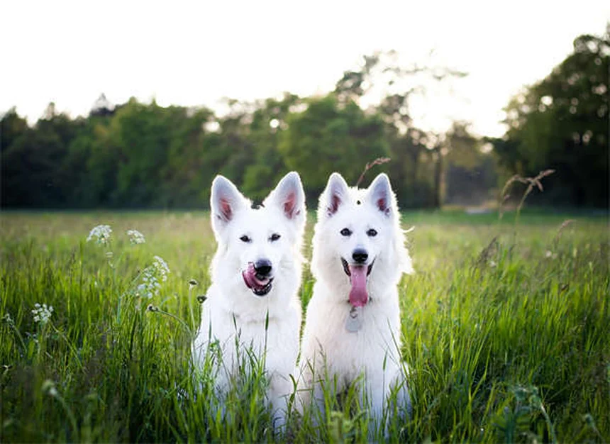 Bravecto® para cães e gatos: como funciona e efeitos colaterais