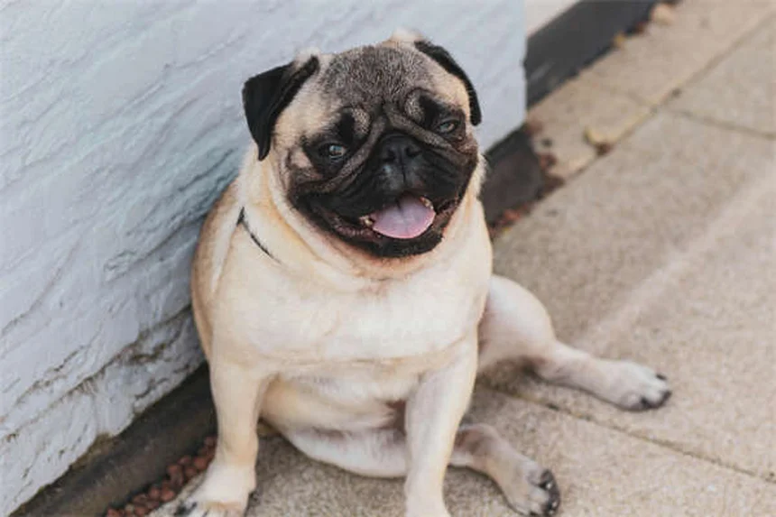 Bravecto® para cães e gatos: como funciona e efeitos colaterais