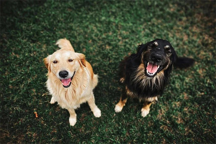 Temaril-P para Cães: Alívio Eficaz para Coceira e Tosse