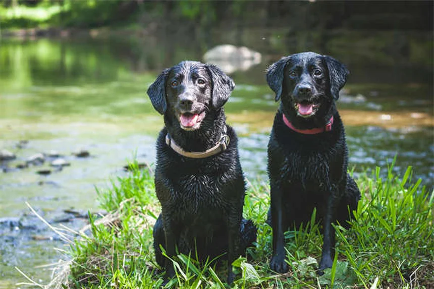 Temaril-P para Cães: Alívio Eficaz para Coceira e Tosse